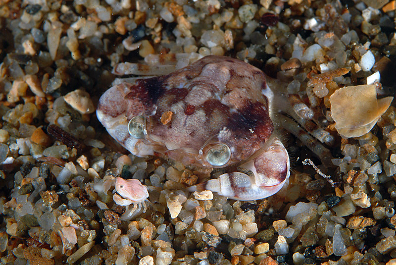 Liocarcinus zariquieyi con Ebalia sp.